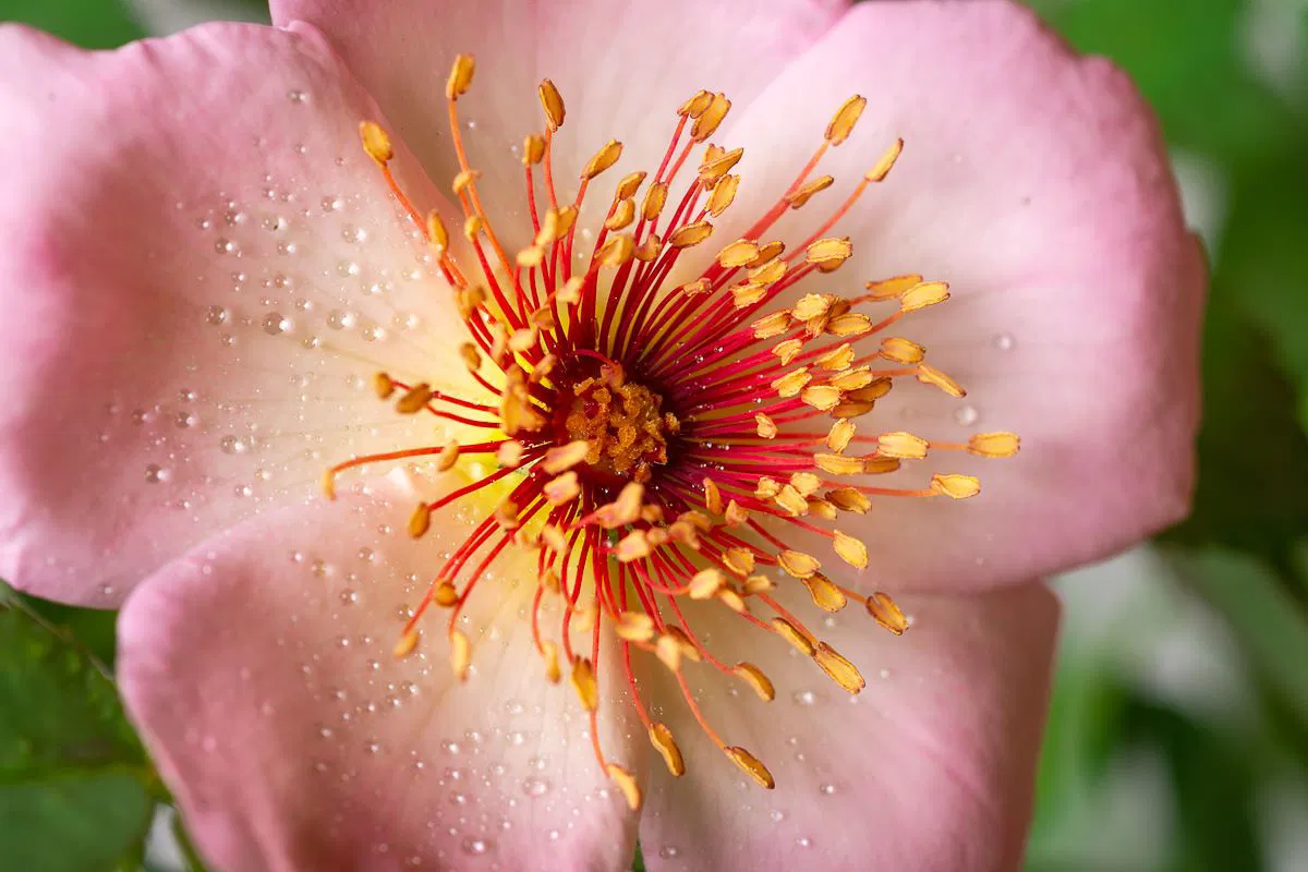 06rosa-fruehlingsmorgen