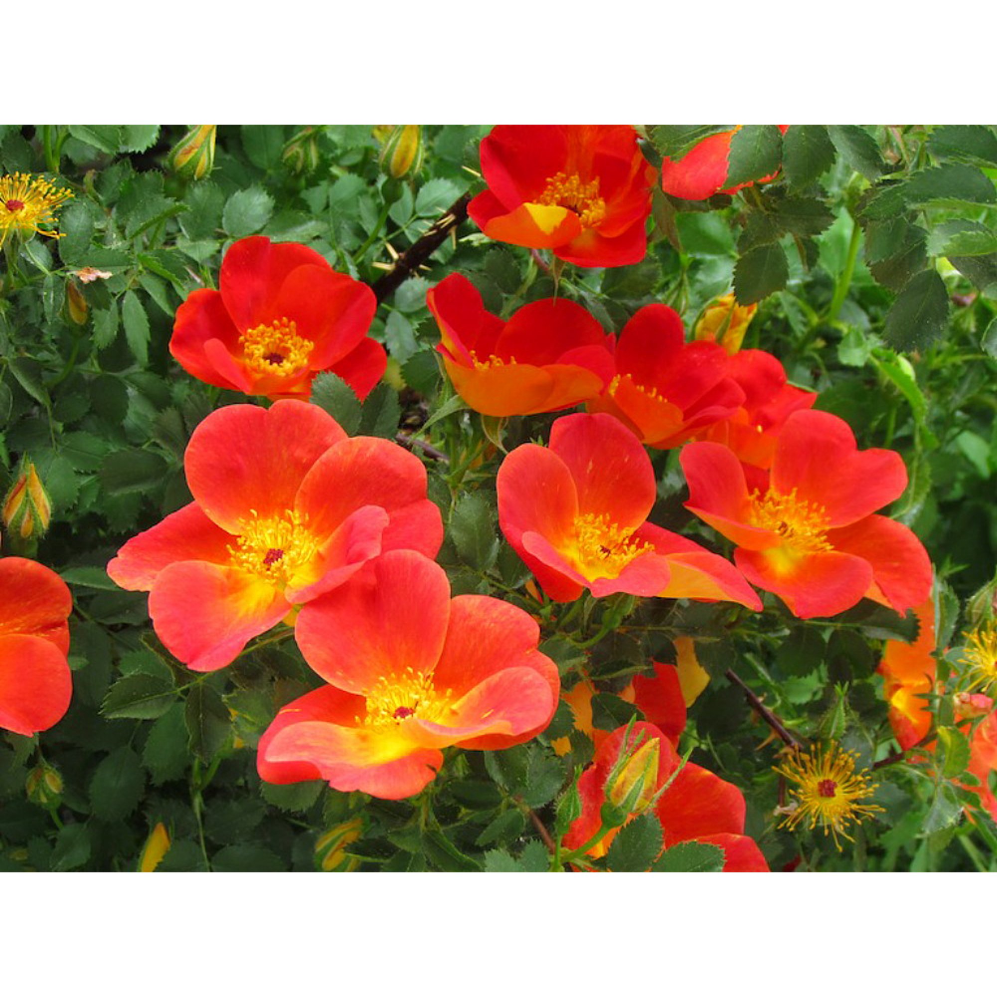 BICOLOR 2