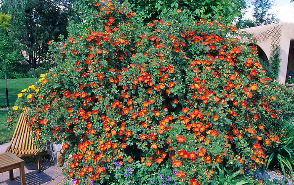 Bicolor (R. foetida)