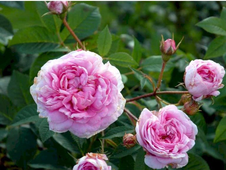 Dronning af Danmark (R.alba)