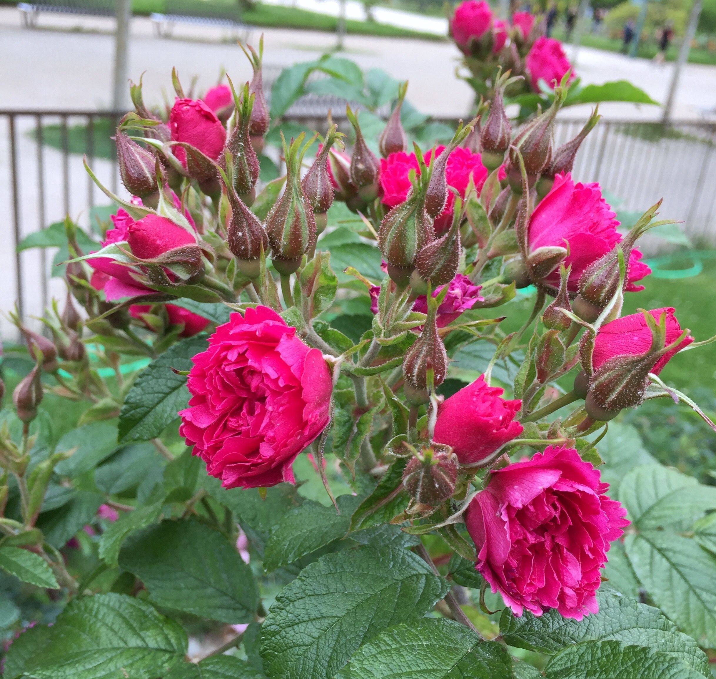 F.J. Grootendorst (R. rugosa)