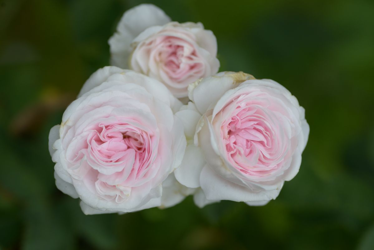 Félicité Parmentier (R.alba)