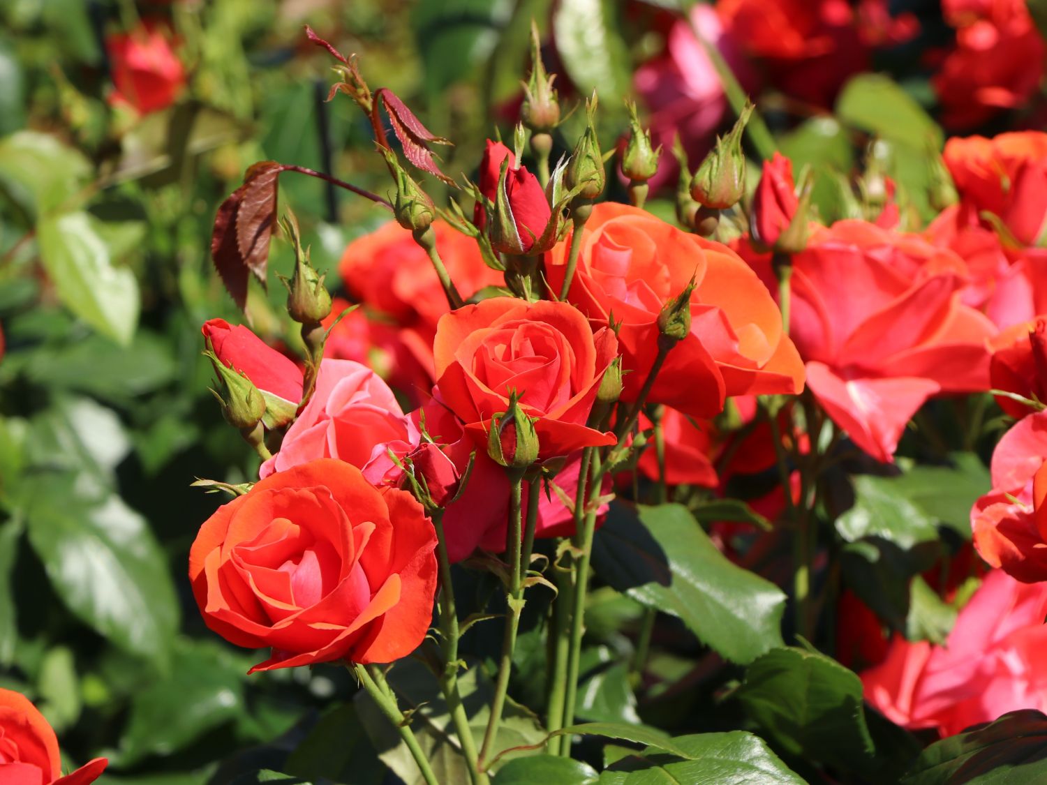 Strauchrose 'Feuerwerk' ® - Rosa 'Feuerwerk' ®