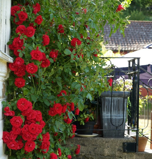 Flammentanz (Rosa x kordesii)