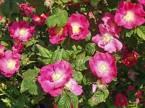 Frankfurt (gallica Splendens)(R.x francofurtana)