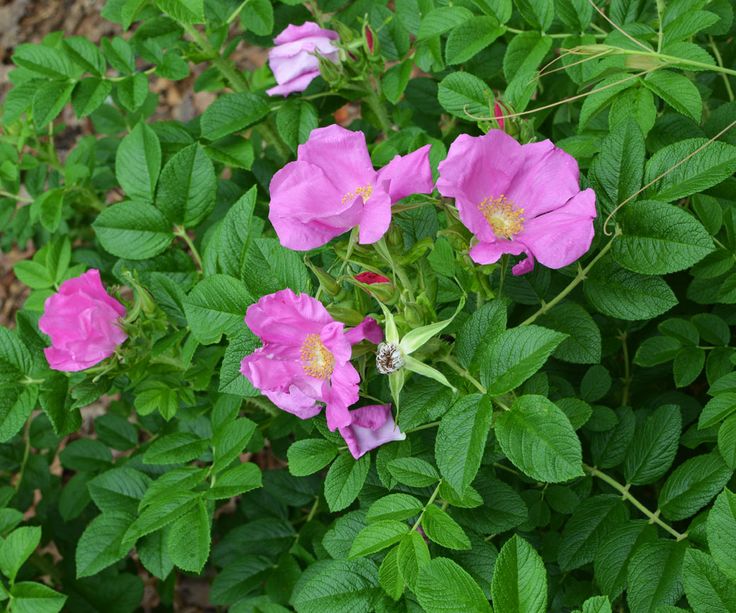 Fru Dagmar Hastrup (R. rugosa)