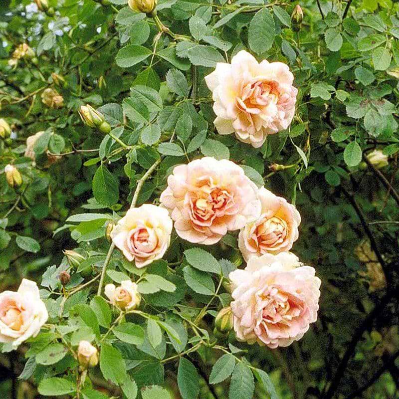 Frühlingsduft (R.pimpinellifolia)