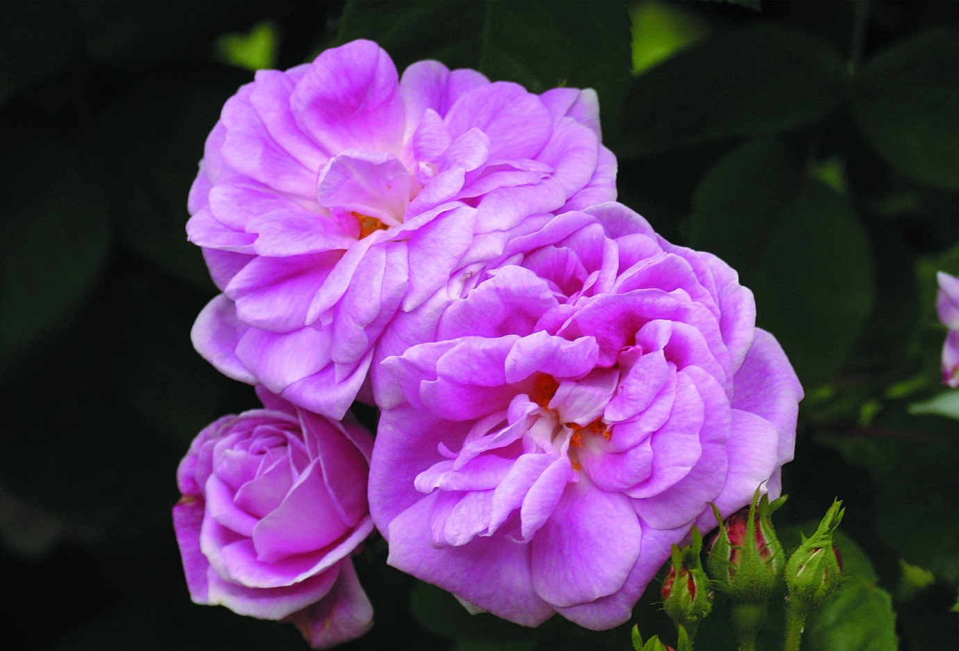 Geschwinds Norrlandsrose (R.multiflora)