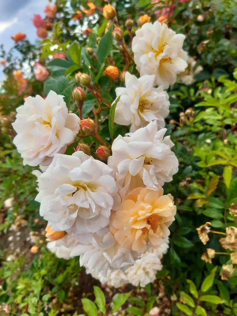 Ghislaine de Féligonde (R.moschata)