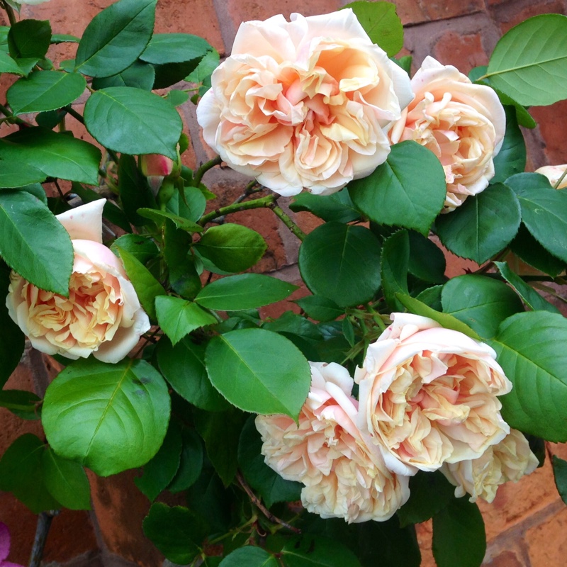 Gloire de Dijon (Rosa x noisettiana)