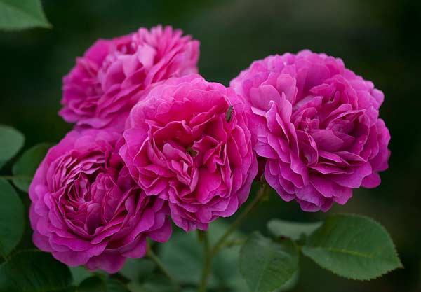 Great Western (Rosa x bourboniana)