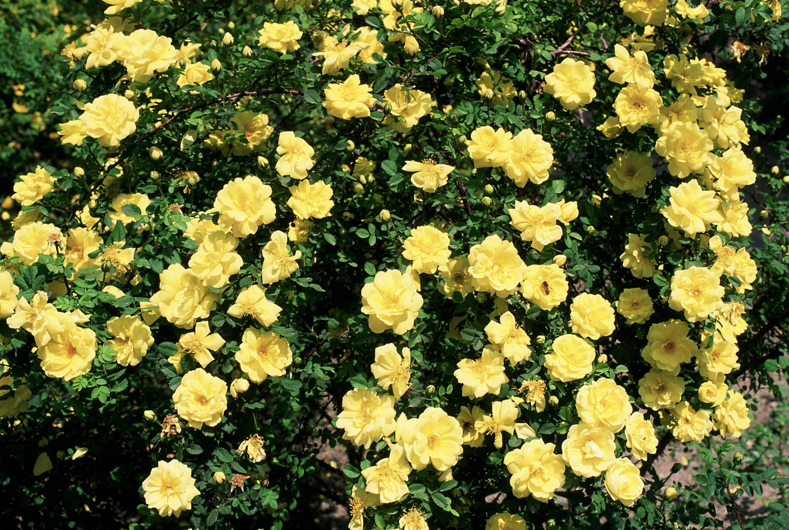 Harison's Yellow, sect. Pimpinellifoliae