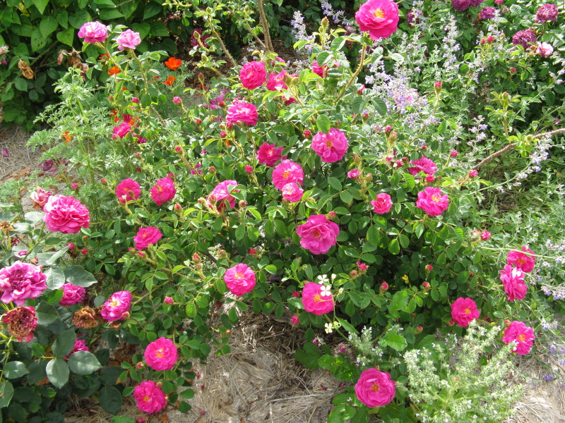 Henri Martin (Rosa x centifolia f. muscosa)