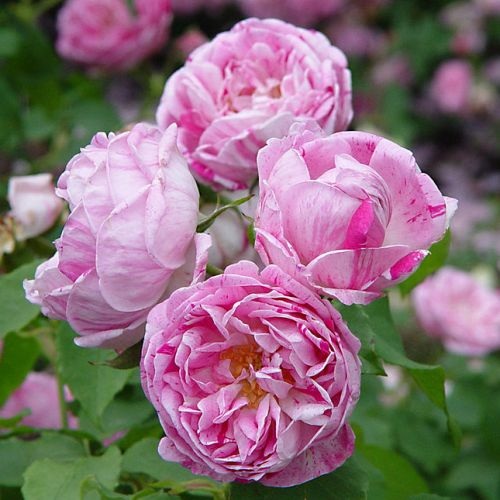 Honorine de Brabant (Rosa x bouboniana)