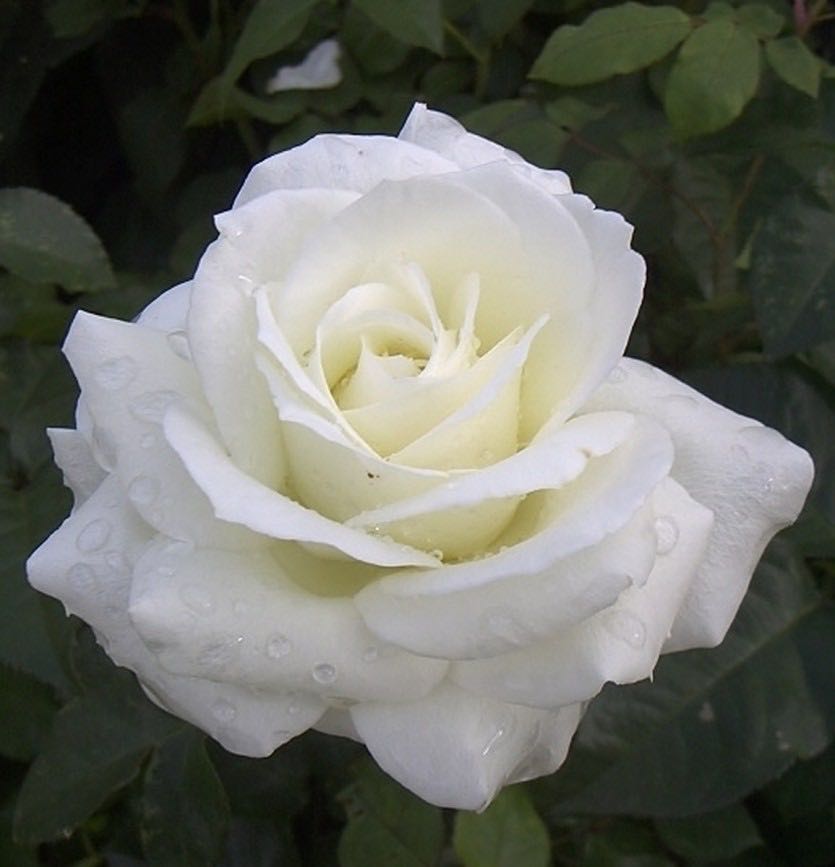 Lina™Renaissance® Poulen006(N)