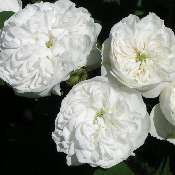 Mme Hardy (Rosa x damascena)