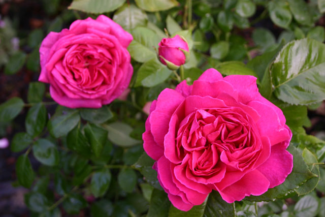 Mme Isaac Pereire (Rosa x bourboniana)