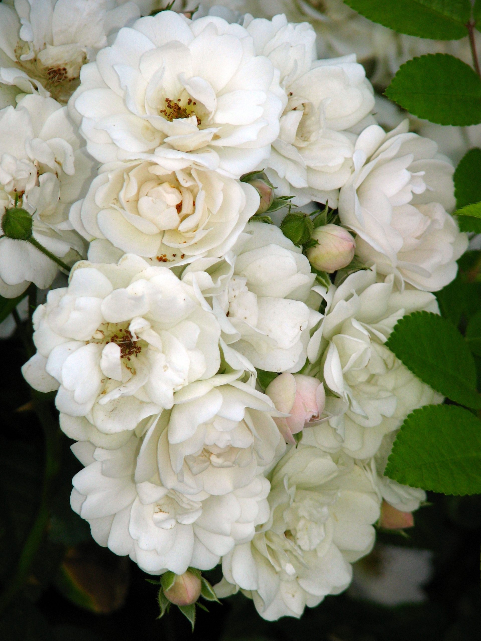 Polstjärnan (R. beggeriana)