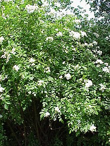 Polstjärnan (R. beggeriana)1