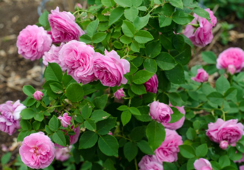 Reine Victoria (Rosa x bourboniana)