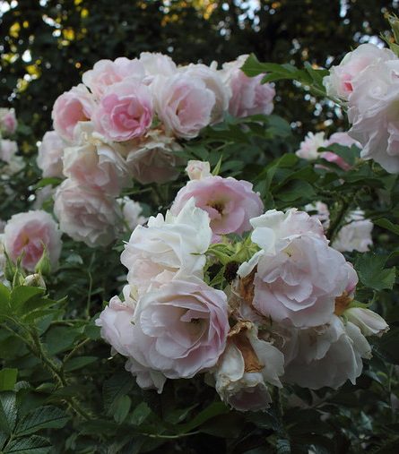 Ritausma (R.rugosa)