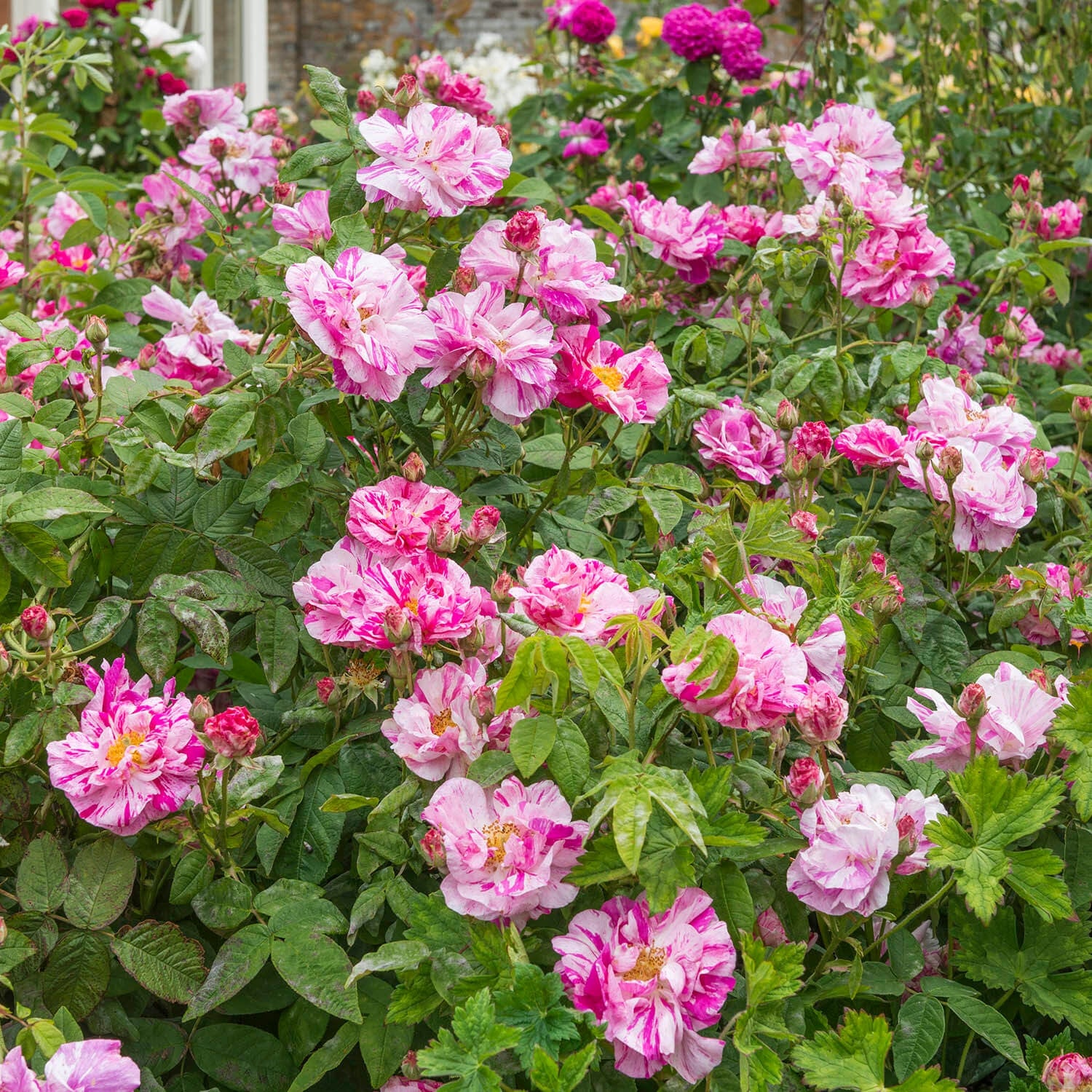 Rosa Mundi (R. gallica)