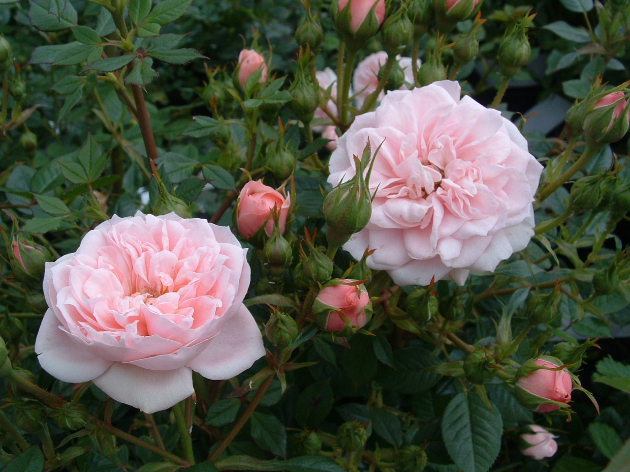 Rosa-Pink-Hit-11-07-04