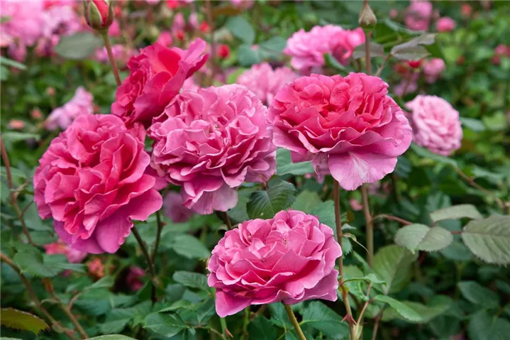 Rosa-Princesse-Alexandra