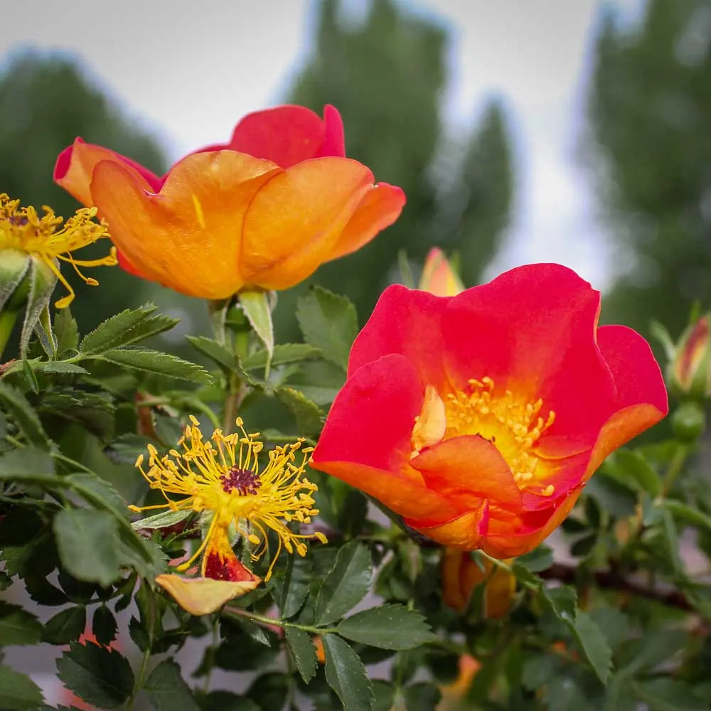 Rosa-foetida-bicolor_