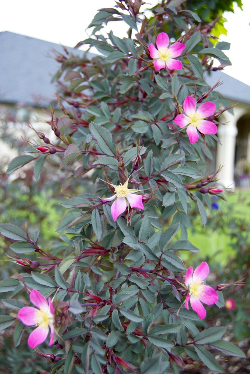 Rosa glauca (rubrifolia) Daggros