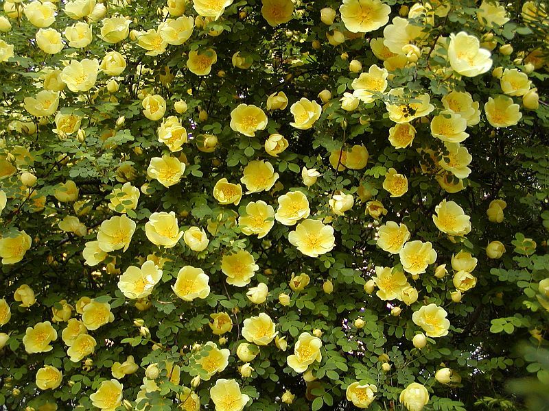 Rosa hugonis Kinesisk gulros