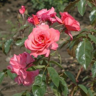 Rosenresli®
