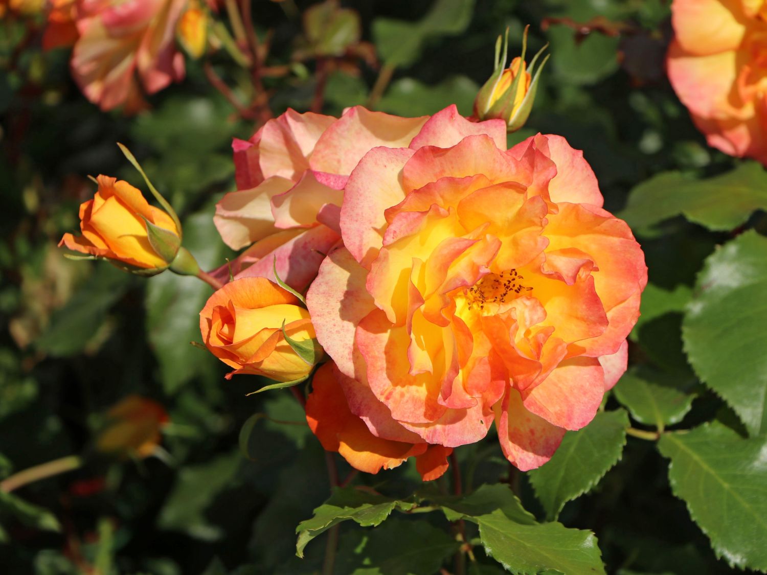 Strauchrose 'Sahara' ® - Rosa 'Sahara' ®