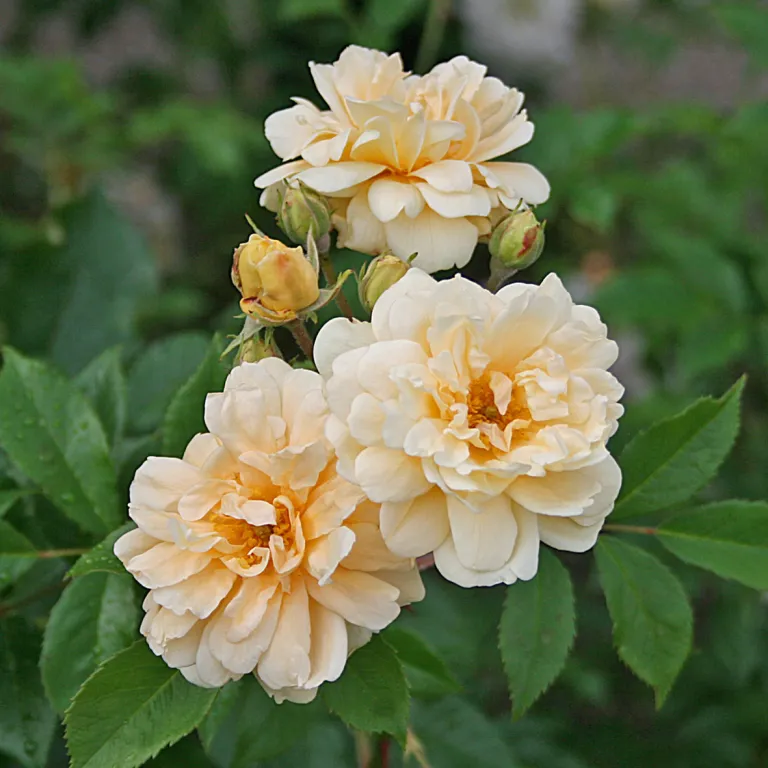 Thisbe (R.moschata)