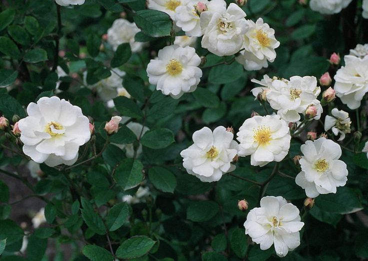 Trier (R.moschata)