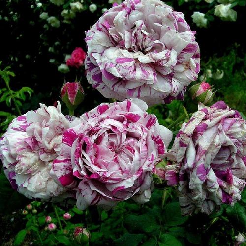 Variegata di Bologna (Rosa x bourboniana)