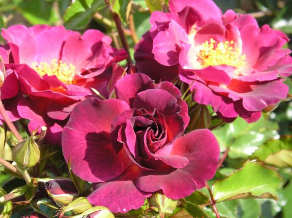 Red Rover Rose Wild Rover – Rožės žiedas