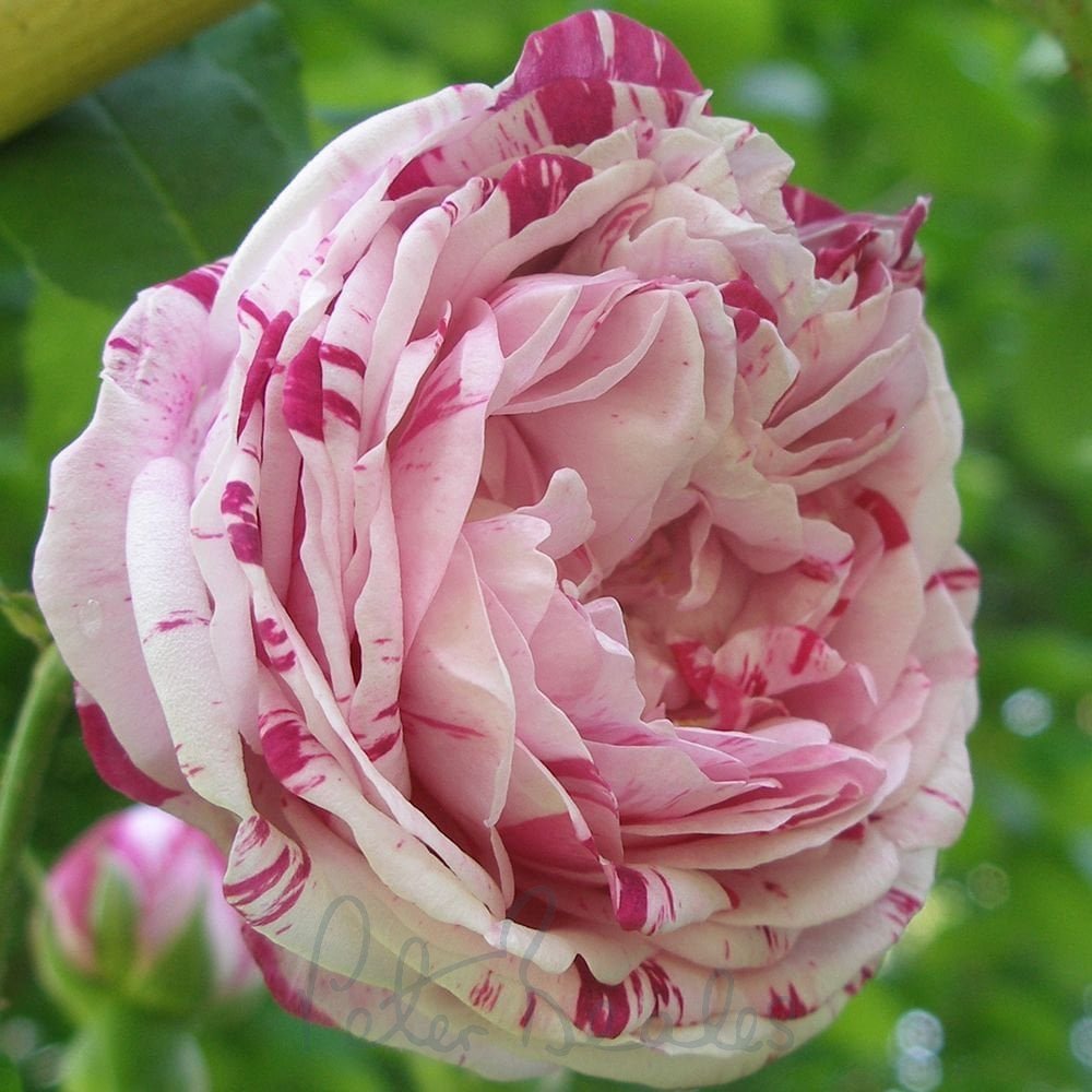 honorine-de-brabant