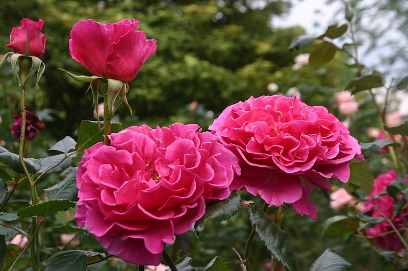 princess-alexandra-renaissance-2.