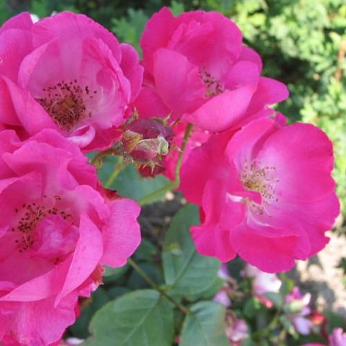 roedhaette