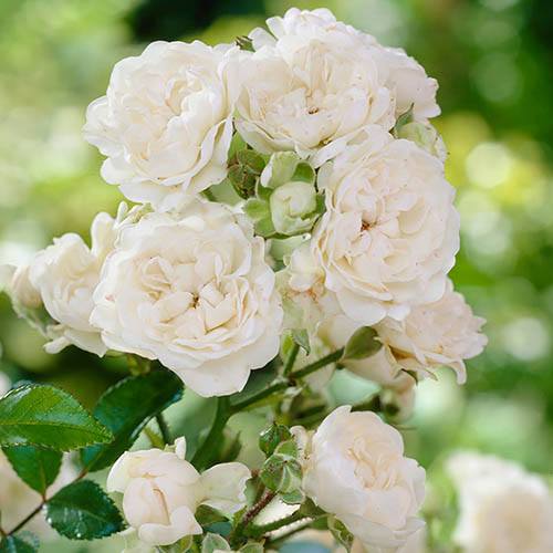 white fairy