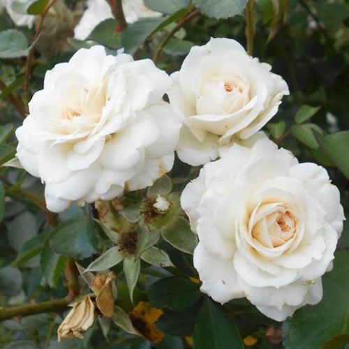 white new dawn