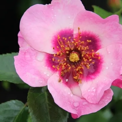 rosa_eyes_on_me_2_