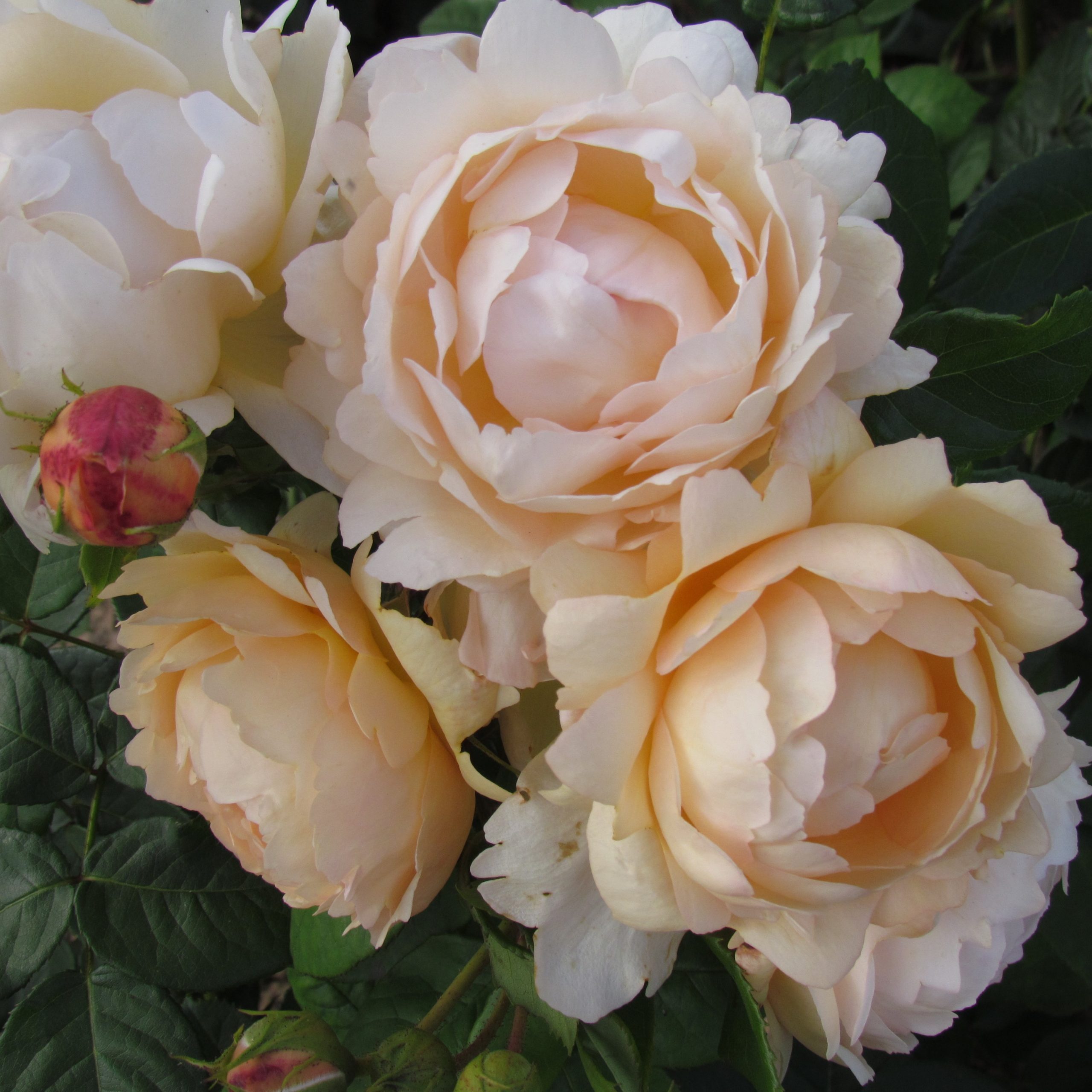 Wollerton_Old_Hall_David_Austin_Climbing_Garden_Rose_12_02-scaled