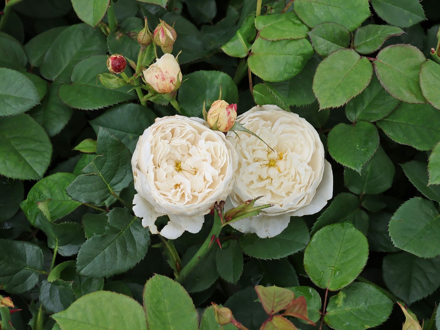 Englische Rose 'William and Catherine' - Rosa 'William and Catherine'